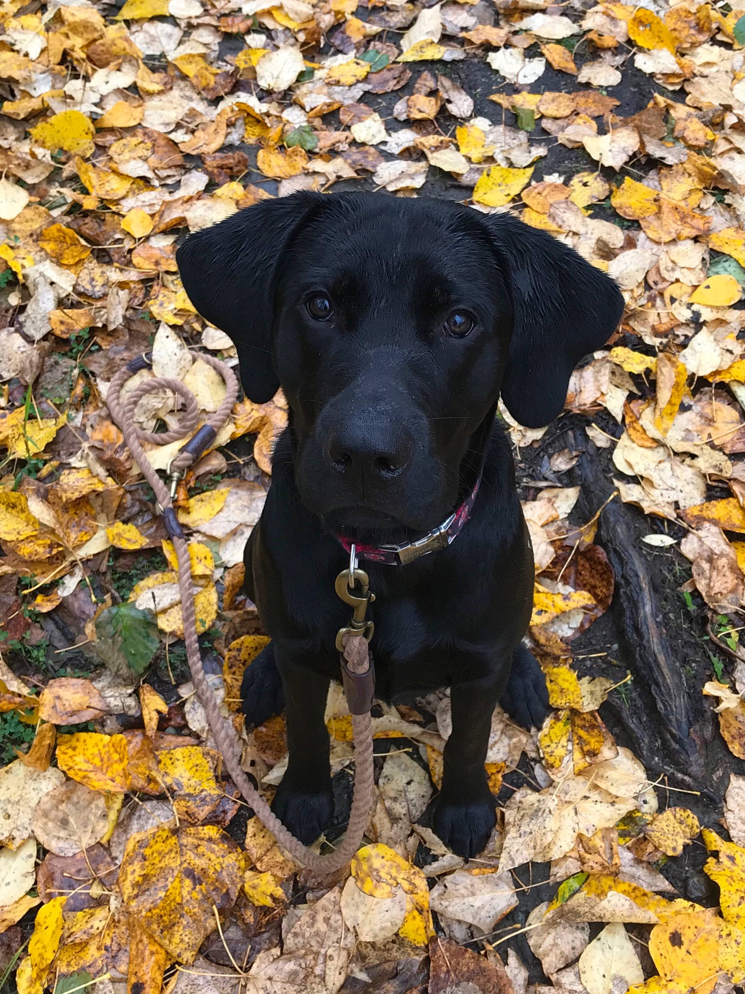 Fenway joined the competition — help win amazing prizes! beagador, borador, canidae, carnivore, dog, dog_breed, flat_coated_retriever, hunting_dog, labrador_retriever, mammal, mountain_cur, patterdale_terrier, plott_hound, pointing_breed, rare_breed_dog, retriever, snout, sporting_group