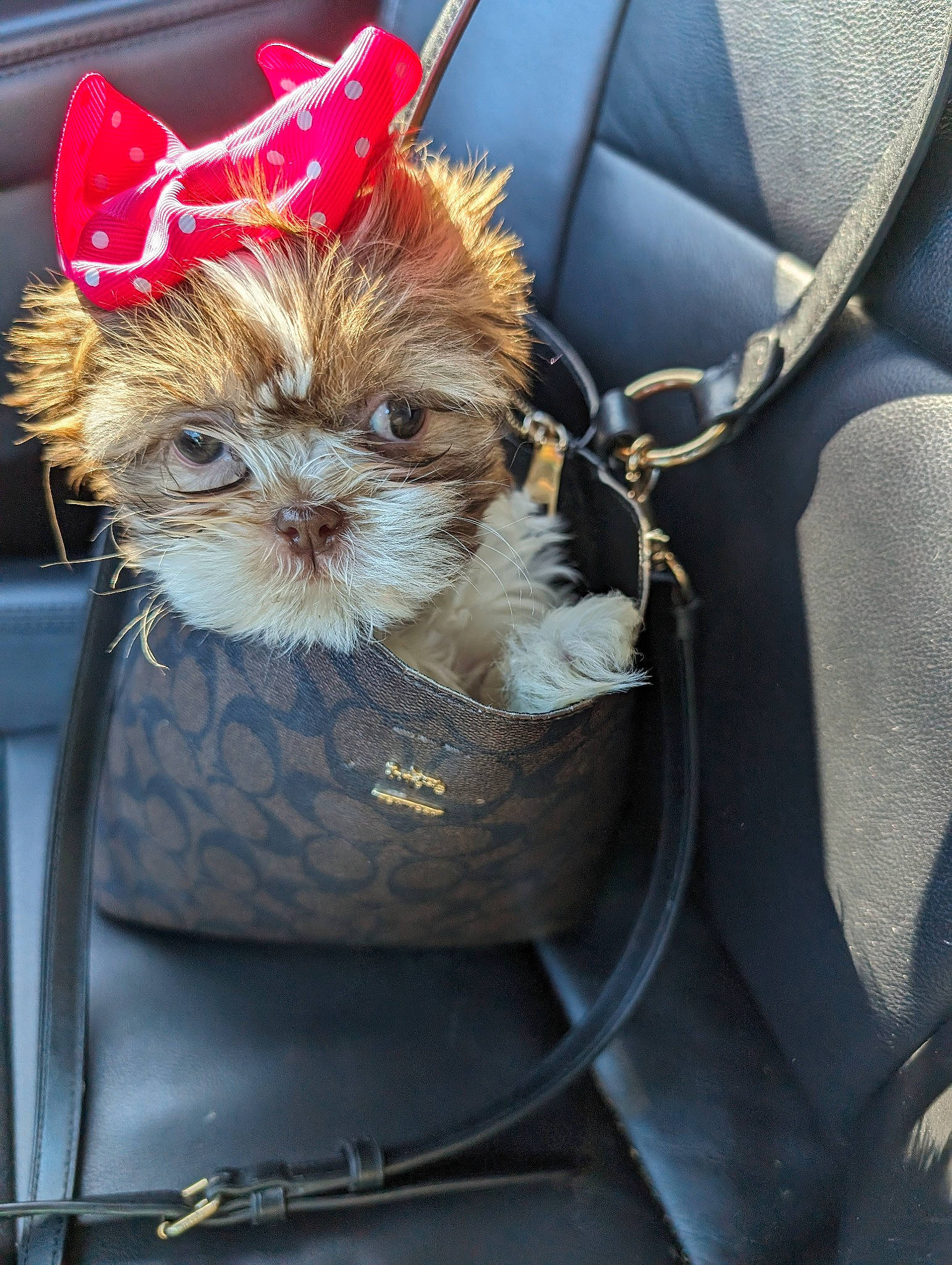 Candy joined the competition — help win amazing prizes! bag, basket, canidae, carnivore, collar, companion_dog, dog, dog_breed, dog_supply, fashion_accessory, fawn, fur, liver, luggage_and_bags, pet_supply, snout, sporting_group, toy_dog, whiskers, working_animal