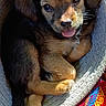 puppy, dog, pet, cute, tongue_out, bed, cozy, blanket, colorful, fur, small, animal, sleepy, relaxed, indoors, closeup, adorable, young, resting, warm