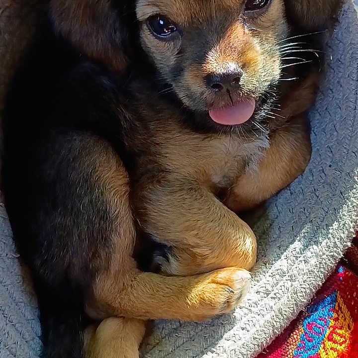 Piper