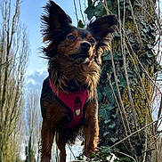 Nala participe au concours pour gagner de l'argent avec cette photo : adventure, animal, branches, canine, daylight, dog, ears, fur, greenery, harness, leaves, moss, nature, outdoor, pet, sky, standing, stump, tree, wood