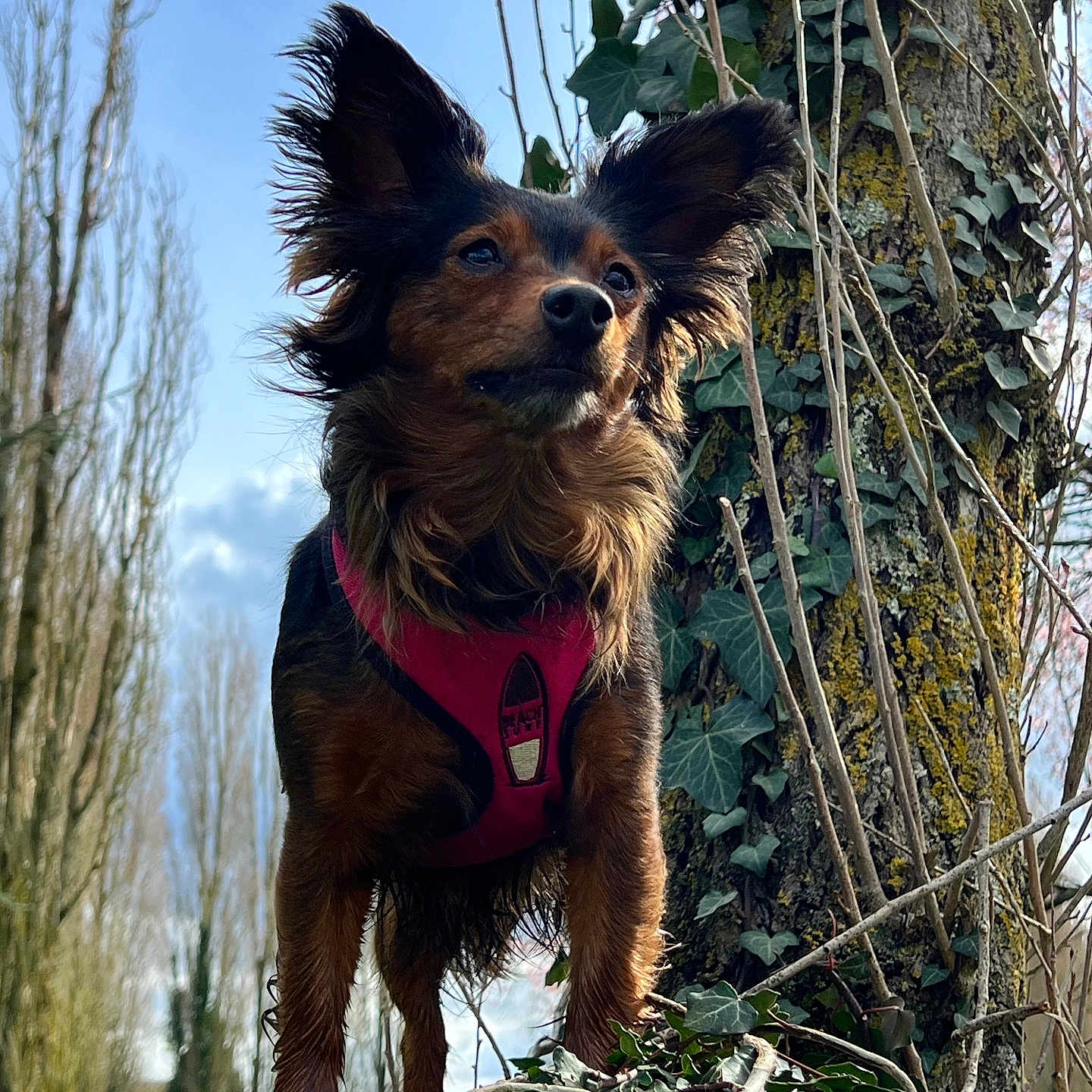 Nala