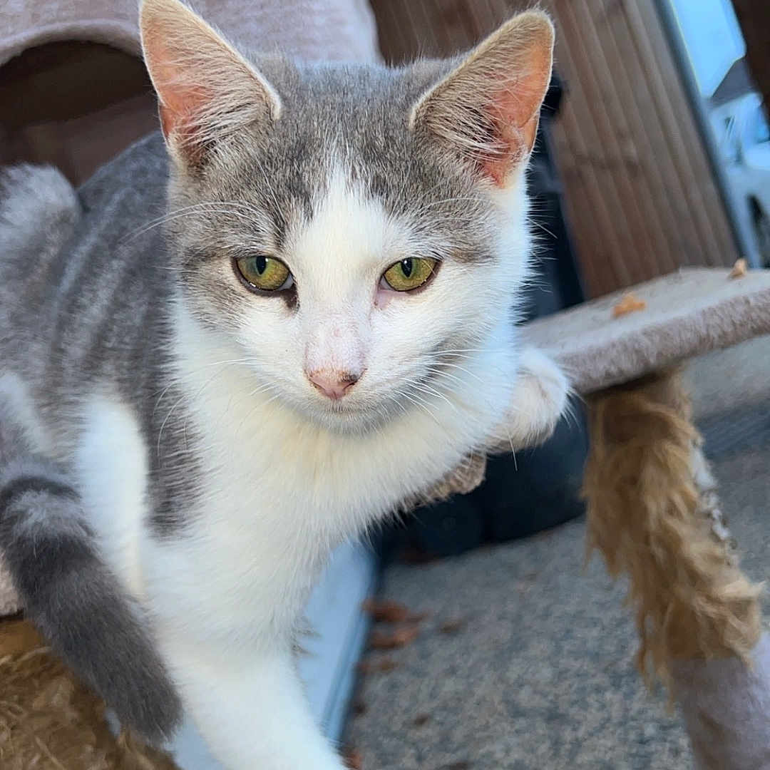 Grisou a rejoint le concours — aidez-le/la à gagner de superbes lots ! cat, kitten, gray_and_white, pet, animal, feline, whiskers, ears, green_eyes, portrait, close_up, standing, stretching, paw, cat_tree, scratching_post, indoor, home, cozy, photography