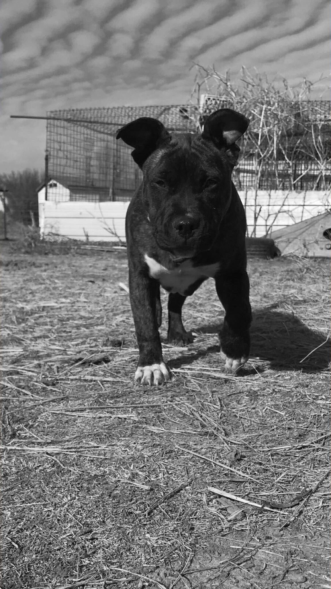 Novalee joined the competition — help win amazing prizes! black, black_and_white, carnivore, companion_dog, dog, dog_breed, fawn, grass, guard_dog, monochrome, monochrome_photography, plant, snout, sporting_group, style, tail, terrestrial_animal, white, working_animal, working_dog