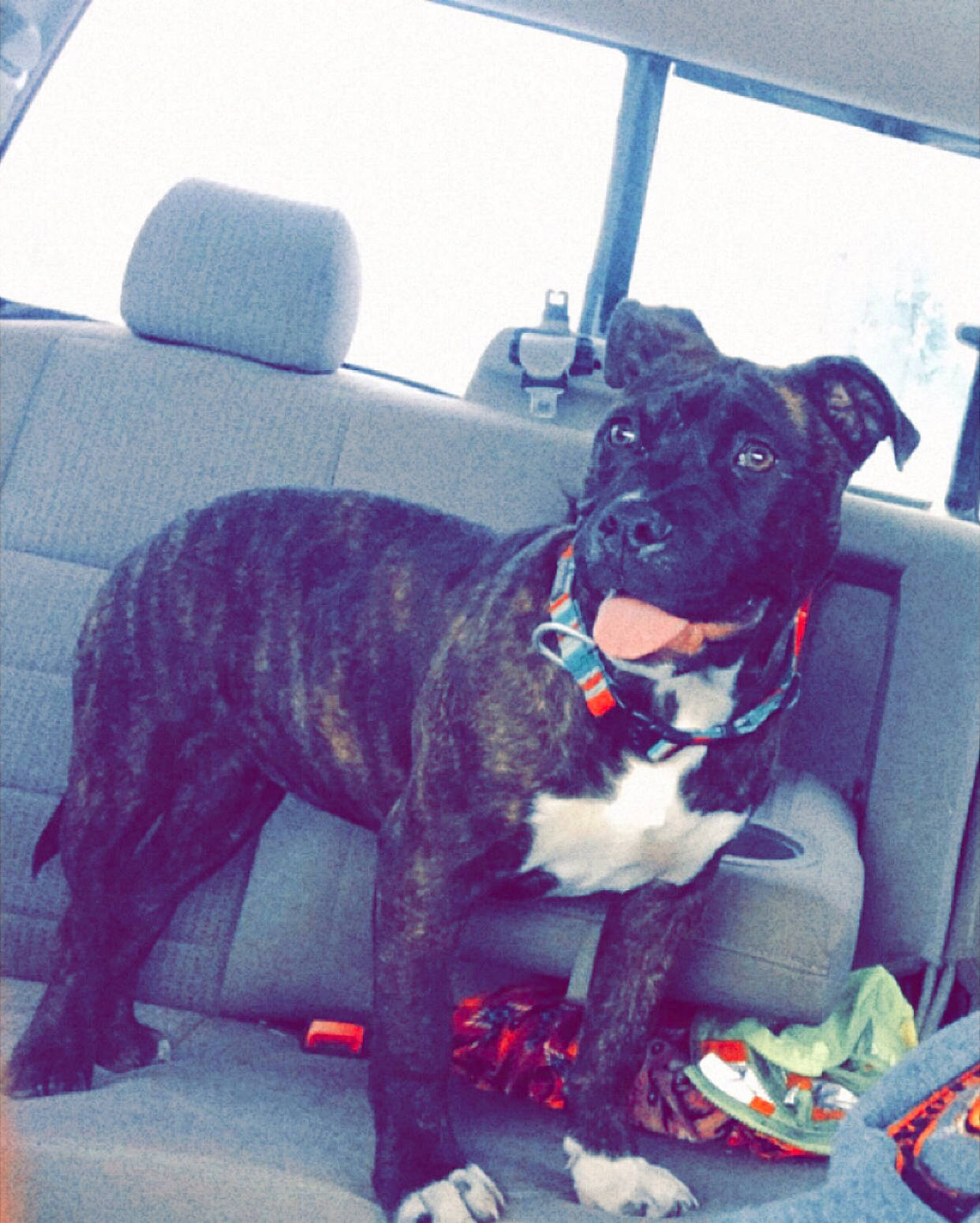 Novalee joined the competition — help win amazing prizes! auto_part, canidae, car, carnivore, collar, comfort, companion_dog, dog, dog_breed, dog_collar, fawn, fur, pug, snout, sporting_group, tail, vehicle, vehicle_door, whiskers, working_animal