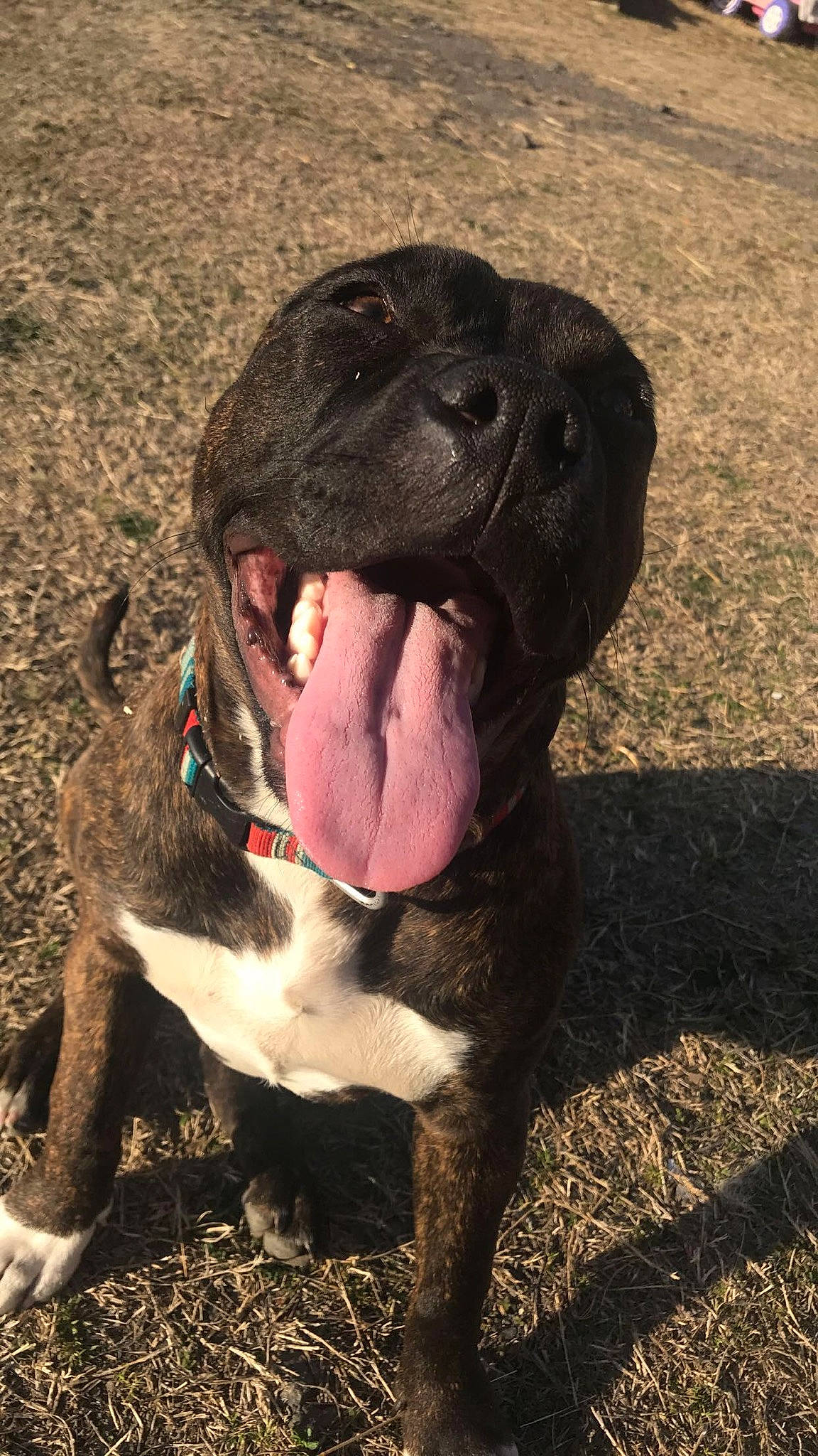 Novalee joined the competition — help win amazing prizes! borador, canidae, carnivore, collar, companion_dog, dog, dog_breed, dog_collar, fang, fawn, fur, gun_dog, jaw, molosser, snout, sporting_group, terrestrial_animal, whiskers, working_animal, yawn