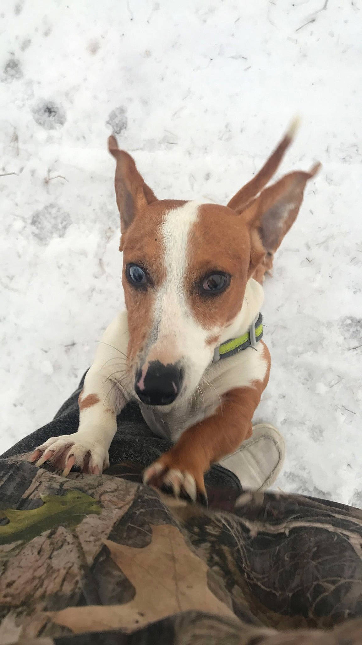 Weenie is registered to the contest to win money with this photo: ancient_dog_breeds, canidae, carnivore, companion_dog, dog, dog_breed, fawn, hound, hunting_dog, irishjacks, non_sporting_group, snout, sporting_group, terrestrial_animal, terrier, whiskers, working_animal