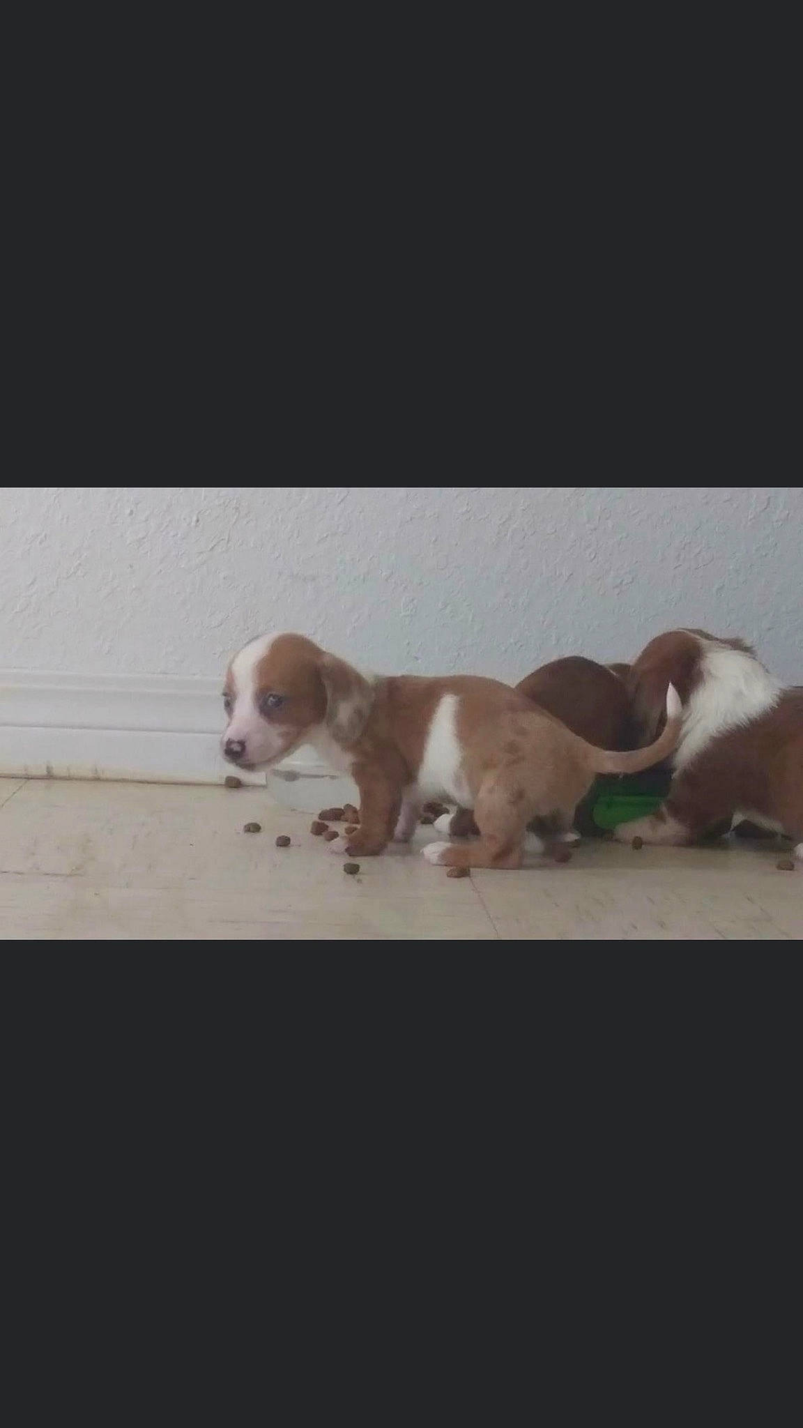 Weenie is registered to the contest to win money with this photo: art, carnivore, comfort, companion_dog, dog, dog_breed, flooring, fur, hardwood, liver, metal, paw, photo_caption, sporting_group, tail, terrestrial_animal, whiskers, wood, working_animal