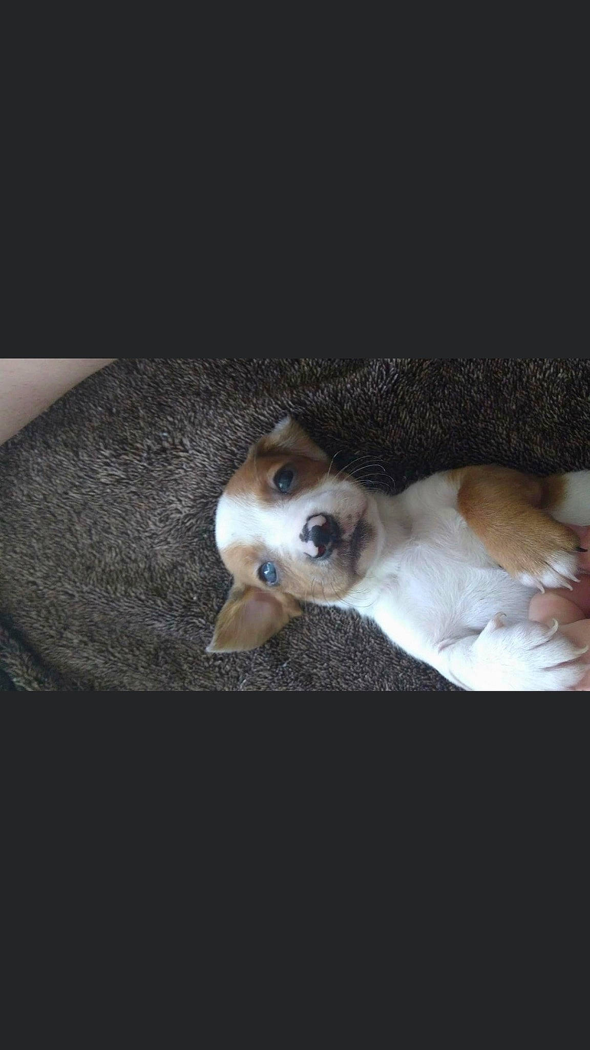 Weenie is registered to the contest to win money with this photo: art, canidae, carnivore, comfort, companion_dog, darkness, dog, dog_breed, ear, eyelash, fawn, flash_photography, flooring, fur, jaw, snout, sporting_group, toy_dog, whiskers, wood