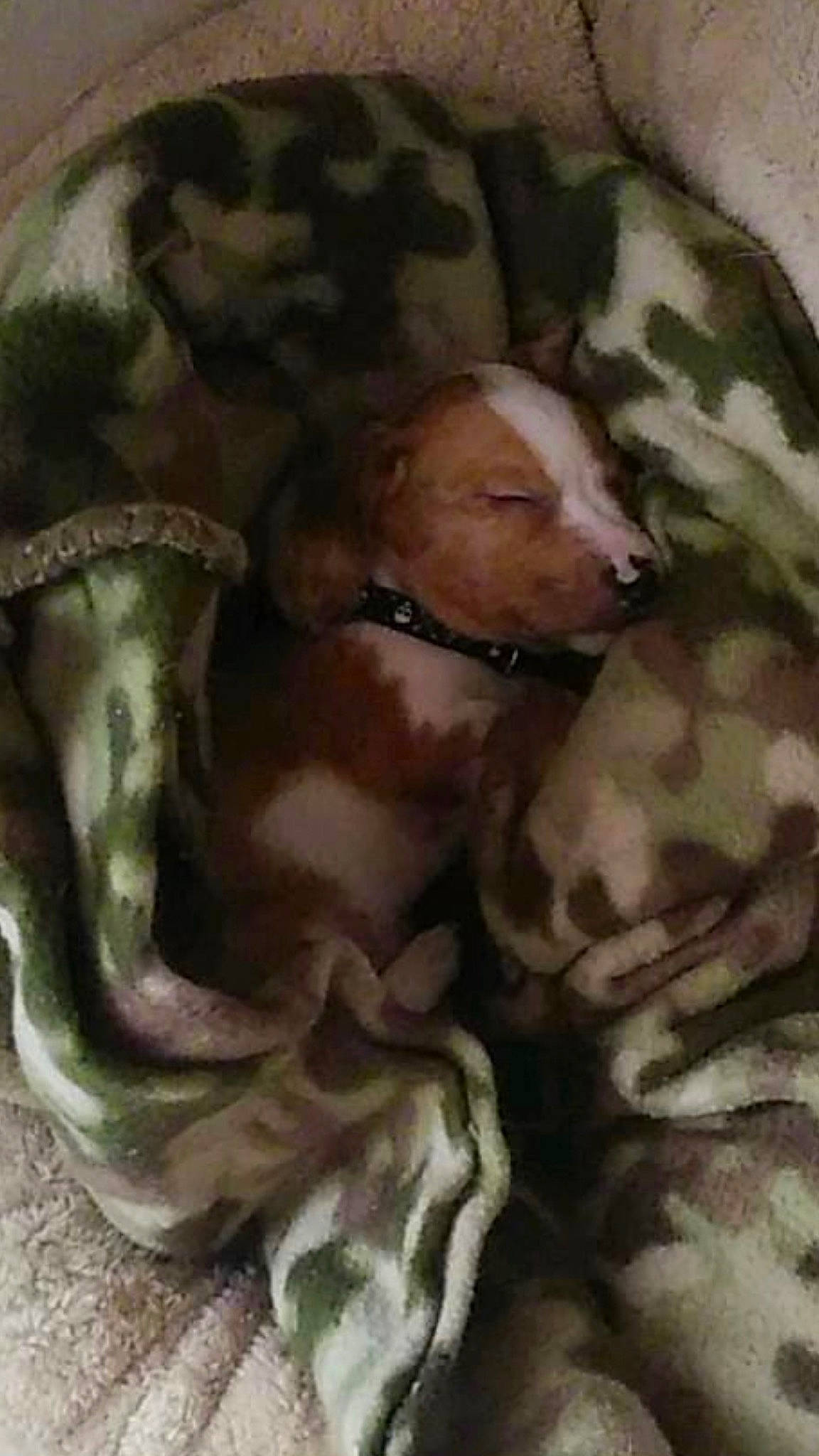 Weenie is registered to the contest to win money with this photo: art, camouflage, canidae, carnivore, comfort, companion_dog, dog, dog_breed, dog_supply, fawn, guard_dog, linens, liver, military_camouflage, pattern, snout, sporting_group, terrestrial_animal, toy_dog, working_animal