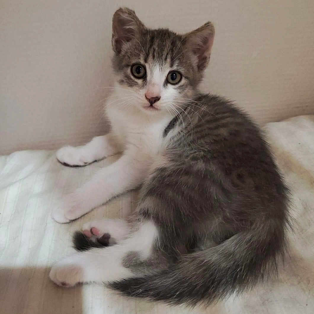 Ruby a rejoint le concours — aidez-le/la à gagner de superbes lots ! abyssinian, angora, animal, blanket, cat, egyptiancat, kitten, manx, pet