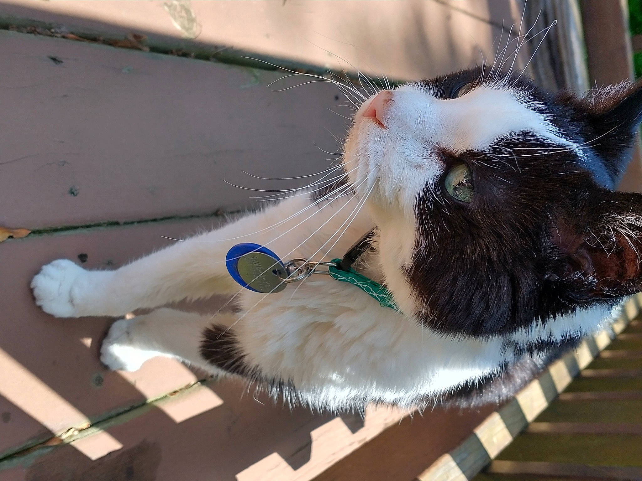 Conner is registered to the contest to win money with this photo: carnivore, cat, claw, collar, comfort, domestic_short_haired_cat, drinking, fawn, felidae, foot, fur, human_leg, paw, pet_supply, small_to_medium_sized_cats, snout, tail, whiskers, window, windshield