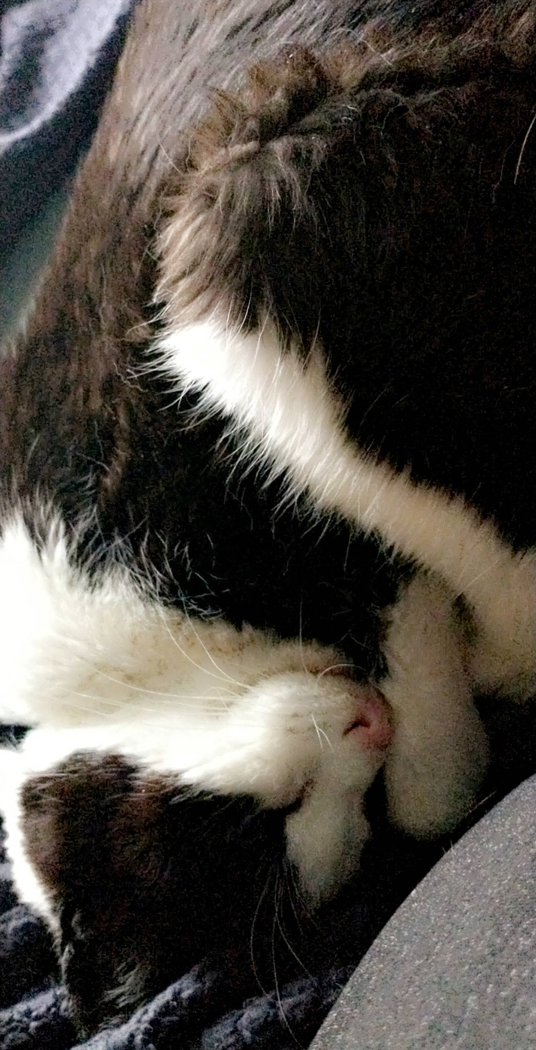 Conner is registered to the contest to win money with this photo: carnivore, cat, claw, comfort, domestic_short_haired_cat, eye, felidae, fur, paw, small_to_medium_sized_cats, snout, tail, terrestrial_animal, whiskers