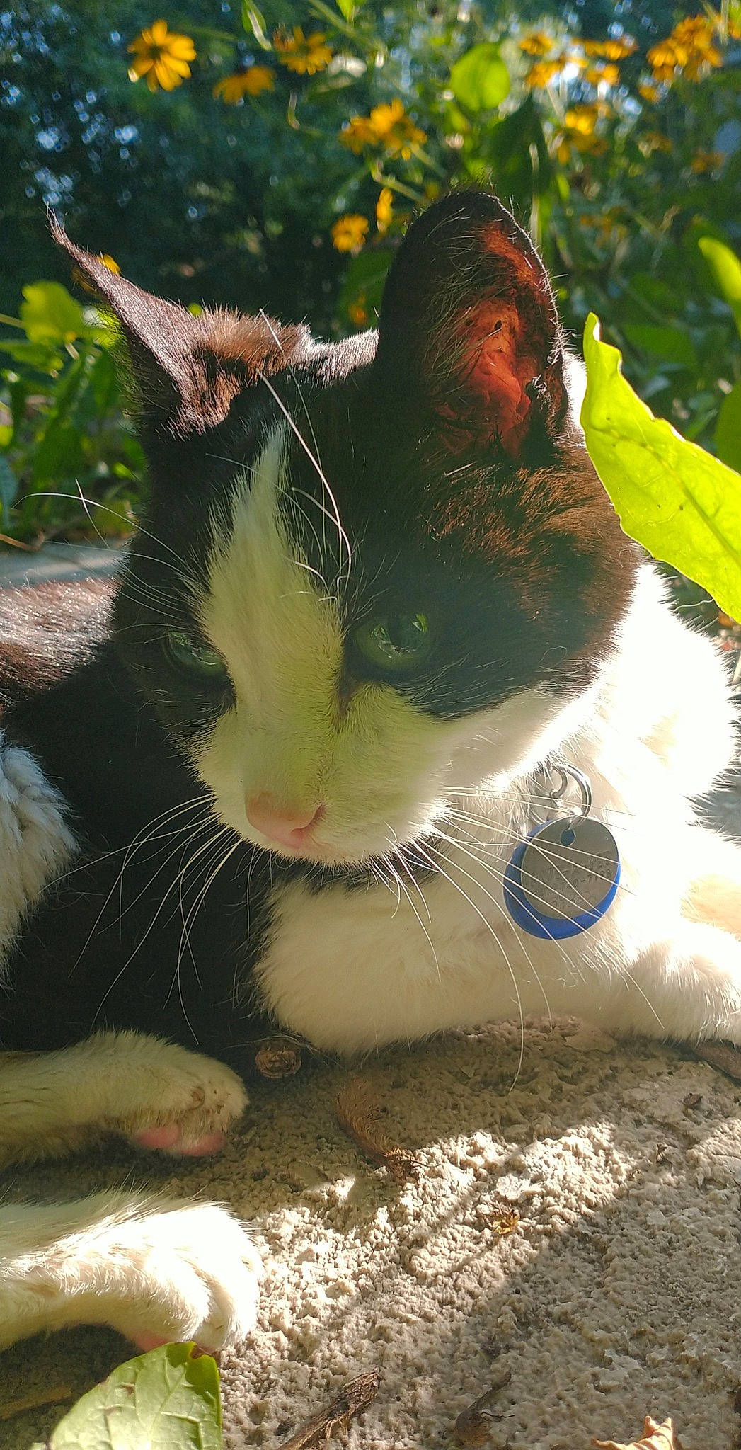 Conner joined the competition — help win amazing prizes! carnivore, cat, claw, domestic_short_haired_cat, fawn, felidae, fur, grass, nature, paw, photo_caption, plant, small_to_medium_sized_cats, snout, soil, tail, terrestrial_animal, tree, whiskers, wildlife