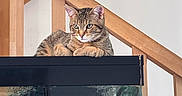 Bounty a rejoint le concours — aidez-le/la à gagner de superbes lots ! animal, aquarium, calm, cat, curious, domestic, feline, furniture, home, indoor, looking, orange_brown, paws, pet, quiet, relaxed, resting, striped, tabby, wooden_stairs