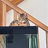 animal, aquarium, calm, cat, curious, domestic, feline, furniture, home, indoor, looking, orange_brown, paws, pet, quiet, relaxed, resting, striped, tabby, wooden_stairs