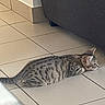 Bounty participe au concours pour gagner de l'argent avec cette photo : animal, cat, cozy, curious, domestic, ears, floor, furniture, home, indoor, lying_down, pet, quiet, resting, small, striped, tabby, tail, tile, whiskers
