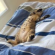 Bounty a rejoint le concours — aidez-le/la à gagner de superbes lots ! animal, bed, bedspread, cat, comfort, cozy, cute, domestic, feline, fur, indoor, paws, pet, relaxed, resting, sleeping, stretching, striped, tabby, whiskers