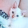 Luna is registered to the contest to win money with this photo: animal, close_up, cozy, cute, domestic_animal, ears, eyes, feline, fur, indoor, kitten, patterned_fabric, pet, portrait, resting, small, soft, whiskers, white_cat, young