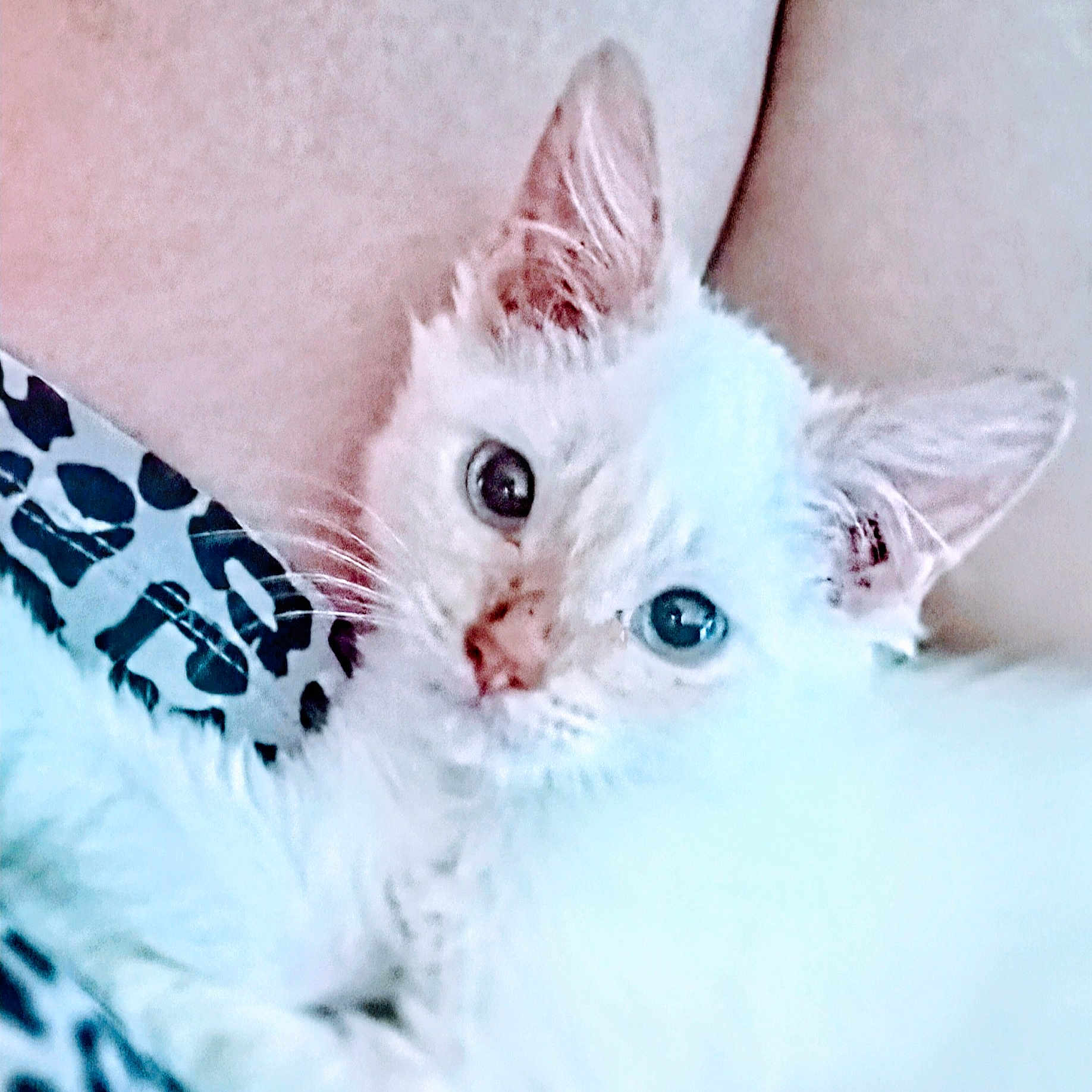 Luna is registered to the contest to win money with this photo: animal, close_up, cozy, cute, domestic_animal, ears, eyes, feline, fur, indoor, kitten, patterned_fabric, pet, portrait, resting, small, soft, whiskers, white_cat, young
