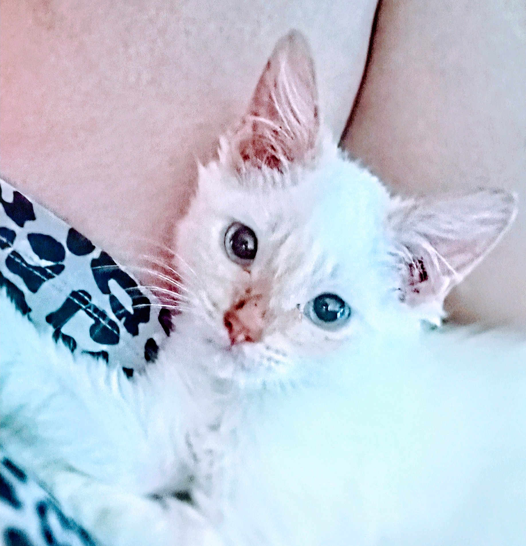 Luna is registered to the contest to win money with this photo: animal, close_up, cozy, cute, domestic_animal, ears, eyes, feline, fur, indoor, kitten, patterned_fabric, pet, portrait, resting, small, soft, whiskers, white_cat, young