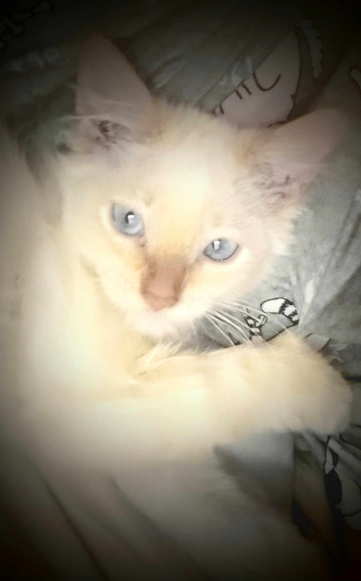 Luna is registered to the contest to win money with this photo: cat, blue_eyes, light_fur, pet, animal, close_up, indoor, resting, curious, soft_focus, cute, feline, whiskers, ears, face, fur, patterned_background, cozy, relaxed, domestic_animal