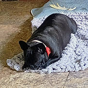 Pippa is registered to the contest to win money with this photo: animal, black_dog, blanket, collar, companion, cute, dog, domestic_animal, floor, fur, home, indoor, lying_down, paw, pet, relaxed, resting, sleepy, texture, tile_floor