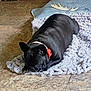 animal, black_dog, blanket, collar, companion, cute, dog, domestic_animal, floor, fur, home, indoor, lying_down, paw, pet, relaxed, resting, sleepy, texture, tile_floor