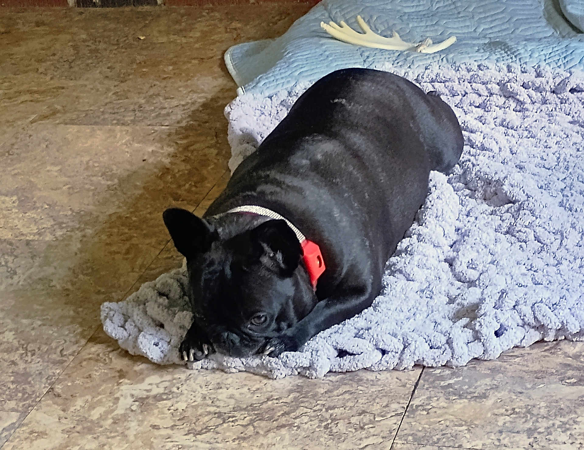 Pippa is registered to the contest to win money with this photo: animal, black_dog, blanket, collar, companion, cute, dog, domestic_animal, floor, fur, home, indoor, lying_down, paw, pet, relaxed, resting, sleepy, texture, tile_floor