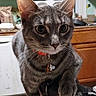 animal, bell, cabinets, cat, close_up, collar, ears, feline, gray_cat, home, indoor, kitchen, pet, pet_bowls, pet_tag, portrait, sitting, whiskers, wide_eyes, window