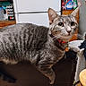 animal, cat, chair, collar, ears, eyes, feline, fur, gray_cat, indoors, kitchen, laundry_basket, lying_down, pet, red_collar, refrigerator, sitting, striped_fur, tabby, whiskers
