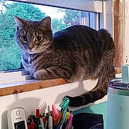 Angel joined the competition — help win amazing prizes! cat, tabby, pet, animal, feline, whiskers, ears, eyes, collar, indoors, windowsill, window, home, desk, stationery, pens, toothbrush, container, tail, portrait