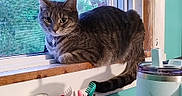 Angel joined the competition — help win amazing prizes! animal, cat, collar, container, desk, ears, eyes, feline, home, indoors, pens, pet, portrait, stationery, tabby, tail, toothbrush, whiskers, window, windowsill
