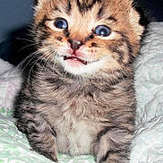 Chewbacca is registered to the contest to win money with this photo: kitten, cat, animal, fluffy, fur, striped, tabby, blue_eyes, wide_eyed, smiling, sitting, paw, whiskers, cute, portrait, indoors, blanket, quilt, close_up, pet