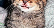 Chewbacca is registered to the contest to win money with this photo: animal, blanket, blue_eyes, cat, close_up, cute, fluffy, fur, indoors, kitten, paw, pet, portrait, quilt, sitting, smiling, striped, tabby, whiskers, wide_eyed