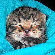 Chewbacca is registered to the contest to win money with this photo: blanket, brown, cat, claws, closed_eyes, cozy, face, fluffy, fur, gray, indoors, kitten, nose, paws, portrait, sleeping, sleepy, tabby, whiskers, wrapped