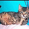 animal, bed, blue_background, cat, cute, ears, feline, fluffy, green_eyes, indoors, kitten, lying_down, pet, pillow, portrait, striped_fur, tabby, tail, turquoise, whiskers