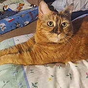 Callie is registered to the contest to win money with this photo: cat, ginger_cat, tabby, pet, feline, animal, whiskers, green_eyes, ears, fur, lying_down, bed, blanket, pillow, bedroom, indoors, portrait, alert, relaxed, cozy