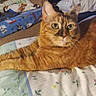 cat, ginger_cat, tabby, pet, feline, animal, whiskers, green_eyes, ears, fur, lying_down, bed, blanket, pillow, bedroom, indoors, portrait, alert, relaxed, cozy