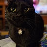 black_cat, cat, feline, pet, portrait, close_up, sitting, indoors, whiskers, green_eyes, pointed_ears, fur, collar, snowflake_pendant, jewelry, serious_expression, household, table, colorful_background, photography