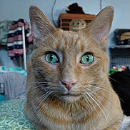 Stitch joined the competition — help win amazing prizes! cat, orange_cat, tabby, feline, pet, animal, green_eyes, whiskers, ears, fur, closeup, portrait, sitting, indoors, bedroom, bedding, home, furniture, focused, cute