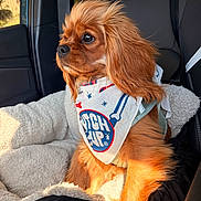 Eli Francis is registered to the contest to win money with this photo: dog, bandana, car_seat, pet, long_ears, golden_brown, sunlight, fur, cozy, window, car_interior, seatbelt, looking_away, cute, small_dog, fluffy, pet_accessory, travel, portrait, side_view