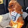 dog, bandana, car_seat, pet, long_ears, golden_brown, sunlight, fur, cozy, window, car_interior, seatbelt, looking_away, cute, small_dog, fluffy, pet_accessory, travel, portrait, side_view