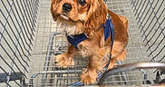 Eli Francis joined the competition — help win amazing prizes! dog, shopping_cart, pet, brown_dog, leash, harness, indoors, floor, metal, looking_up, cute, animal, domestic_animal, shopping, store, waiting, small_dog, canine, wire_cart, leash_clip