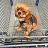 dog, shopping_cart, pet, brown_dog, leash, harness, indoors, floor, metal, looking_up, cute, animal, domestic_animal, shopping, store, waiting, small_dog, canine, wire_cart, leash_clip