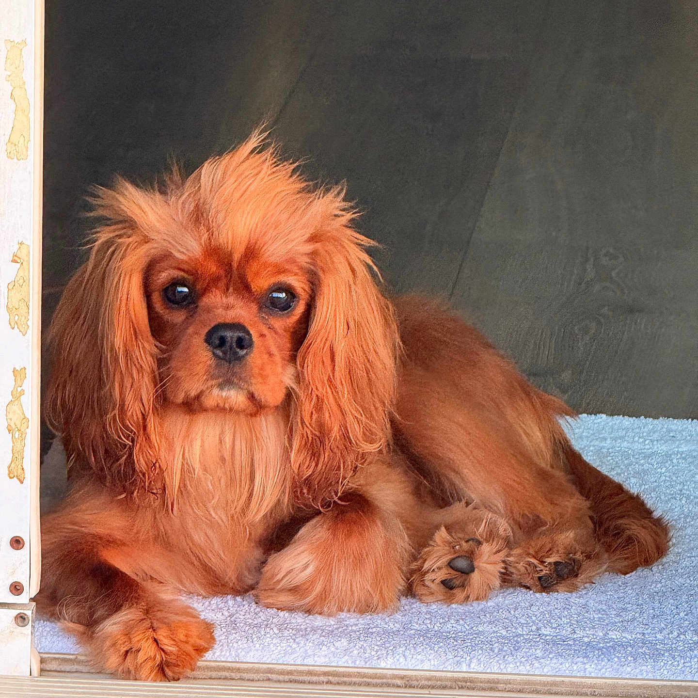 Eli Francis joined the competition — help win amazing prizes! dog, cavalier_king_charles_spaniel, pet, animal, indoor, fur, brown, long_hair, paw, towel, doorframe, resting, cute, portrait, looking, companion, domestic, canine, relaxed, cozy