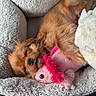 Eli Francis is registered to the contest to win money with this photo: puppy, dog, sleeping, bed, plush_toy, pink, cozy, furry, cute, pet, resting, animal, soft, indoor, adorable, small_dog, relaxed, snuggling, fluffy, comfort