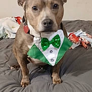 Katya is registered to the contest to win money with this photo: animal, bed, blanket, bow_tie, canine, casual, collar, costume, cute, decor, dog, ears, face, festive, green, hat, home, indoor, pet, portrait