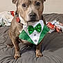 animal, bed, blanket, bow_tie, canine, casual, collar, costume, cute, decor, dog, ears, face, festive, green, hat, home, indoor, pet, portrait