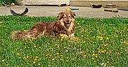 Ukkarian participe au concours pour gagner de l'argent avec cette photo : dog, grass, flowers, outdoor, sunny, pet, animal, happy, nature, yard, greenery, field, home, patio, door, daylight, canine, relaxed, tongue_out, fur